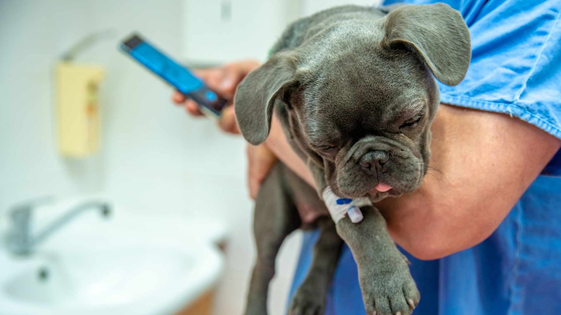 perrito enfermo en el veterinario